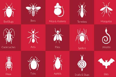 Home pest chart.