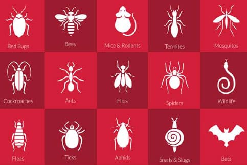 Home pest chart. 