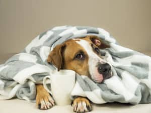 A dog under a blanket and holding a cup of coffee. 