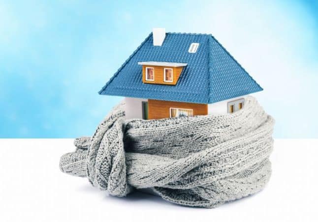 House wearing a scarf.